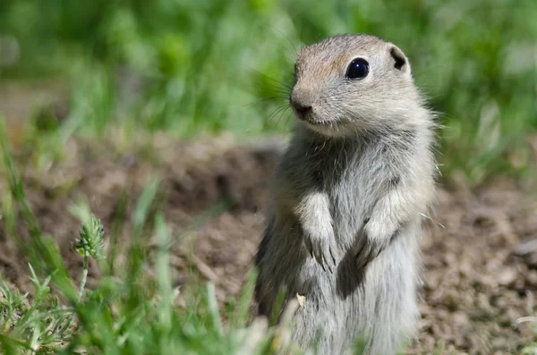 Allarme piccolo scoiattolo terra in piedi guardia sopra la sua casa — Foto Stock