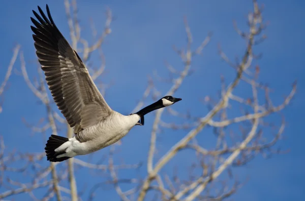 Ganso de Canadá volando en un cielo azul —  Fotos de Stock