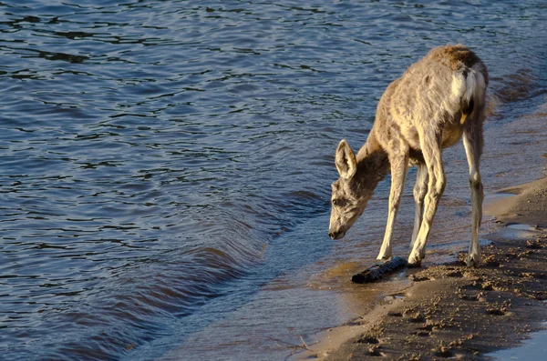 Jeleni przy drinku w Water's Edge — Zdjęcie stockowe