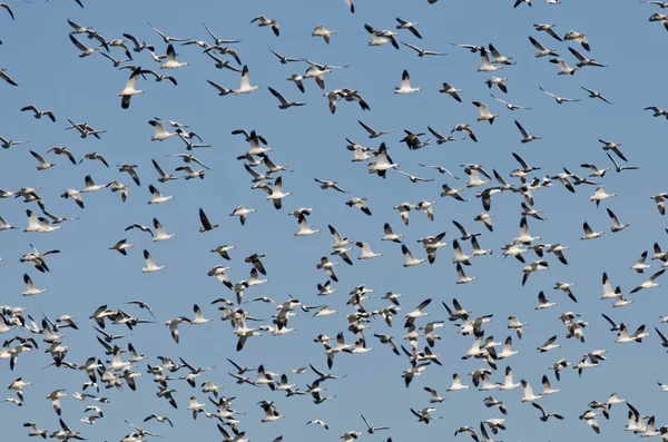 青い空に飛んで雪のガチョウの巨大な群れ — ストック写真
