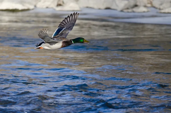 Pato Mallard voando sobre o rio de inverno congelado — Fotografia de Stock