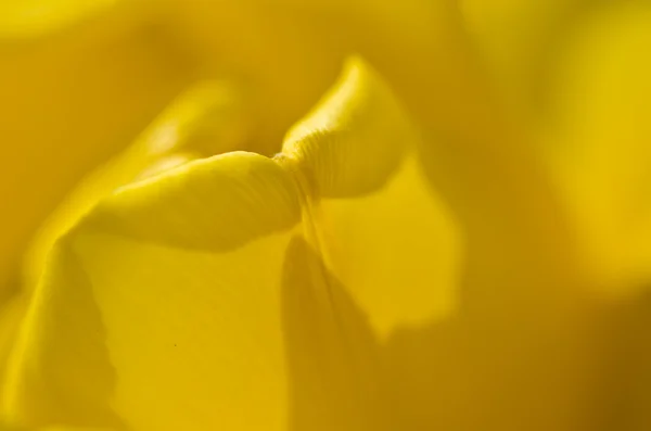 Nature abstract: eingehüllt in die goldenen Falten der gelben Tulpenblätter — Stockfoto