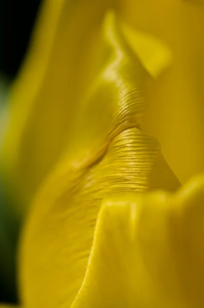 Natur abstrakt: die zarten gelben Tulpenblätter des Frühlings aus der Nähe betrachten — Stockfoto