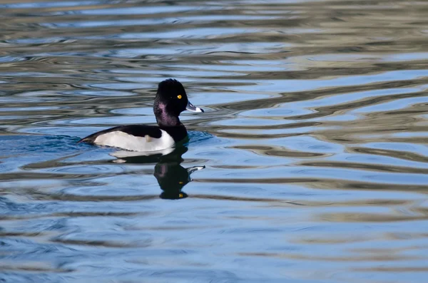 Male Ring-Necked Duck Swimming in the Still Pond Waters — Stock Photo, Image