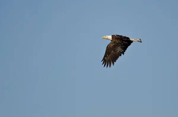 Águia Careca voando alto em um céu azul claro — Fotografia de Stock