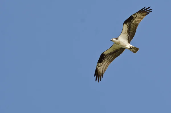 Fiskgjuse sväva högt på en klarblå himmel — Stockfoto