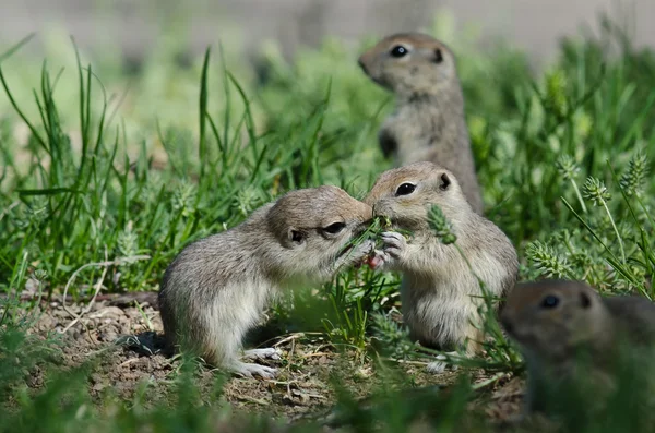 Zwei süße Erdhörnchen teilen sich einen kleinen Kuss — Stockfoto