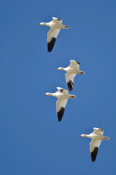Čtyři sníh husy létání v modré obloze — Stock fotografie