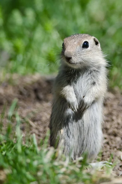 Alerta Little Ground Squirrel Guardia permanente sobre su hogar — Foto de Stock