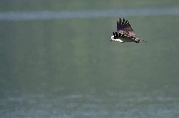 鱼鹰狩猎作为它飞过水面低 — 图库照片