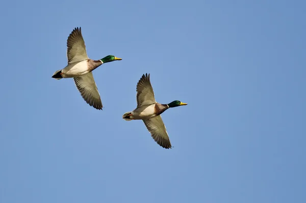 Synkroniserade flyger av två gräsand ankor — Stockfoto