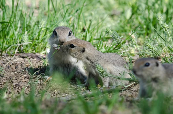 Dos ardillas lindas de tierra compartiendo una comida deliciosa — Foto de Stock