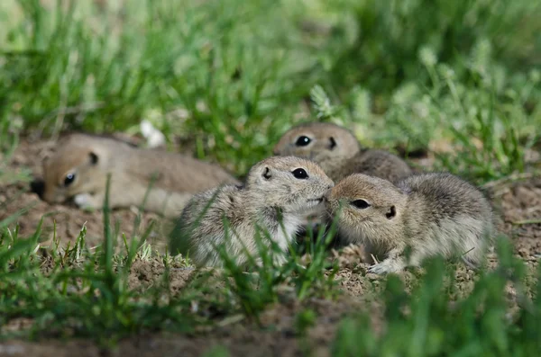 Zwei süße Erdhörnchen teilen sich einen kleinen Kuss — Stockfoto