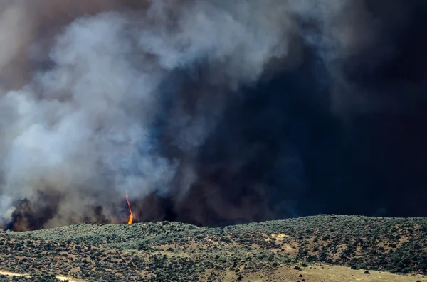 Flames and Dense White Smoke Rising from the Raging Wildfire — Stock Photo, Image