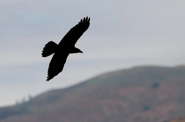 Silhouette of a Common Raven Flying Over the Countryside — Stock Photo, Image