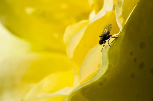Fliege versteckt sich in den zarten Falten der zarten gelben Rose — Stockfoto