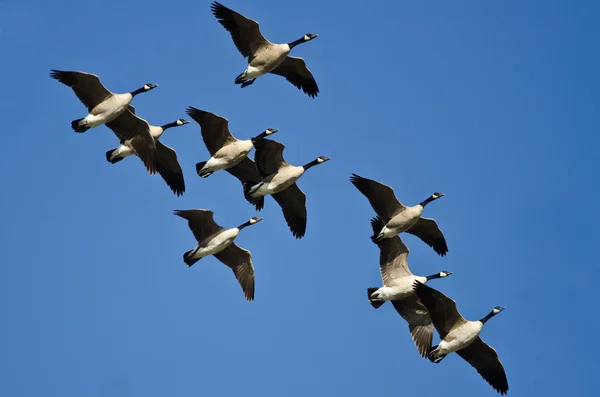 Herde von Kanadagänsen fliegt in blauem Himmel — Stockfoto