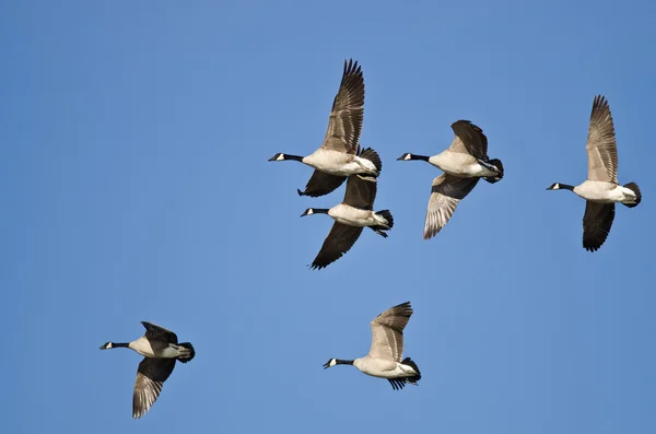 Flock of Canada Gęsi latające na błękitnym niebie — Zdjęcie stockowe