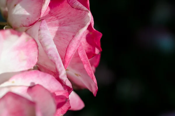 Природа Анотація: Втратили в ніжний складки делікатний Роуз — стокове фото