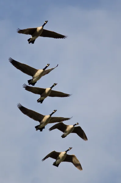 Manada de gansos de Canadá volando en un cielo azul —  Fotos de Stock