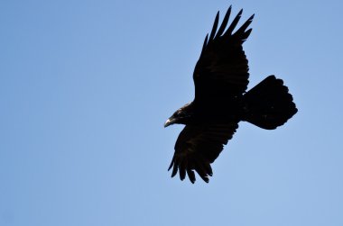 mavi gökyüzünde uçan ortak kuzgun 