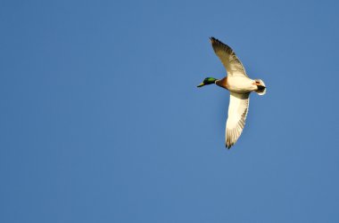 mavi gökyüzünde uçan erkek yeşilbaş ördek 