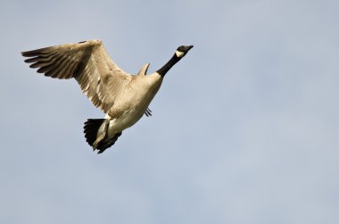 Kanada Kuğusu Mavi Gökte Uçuyor 