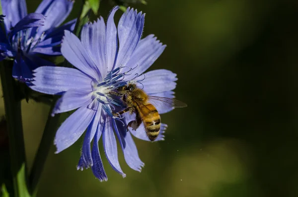 Bee onvermoeibaar het verzamelen van stuifmeel van een kleine blauwe bloem — Stockfoto
