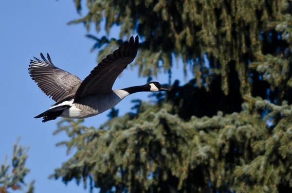 Canada Goose Flying Past an Evergreen Tree — Stock Photo, Image