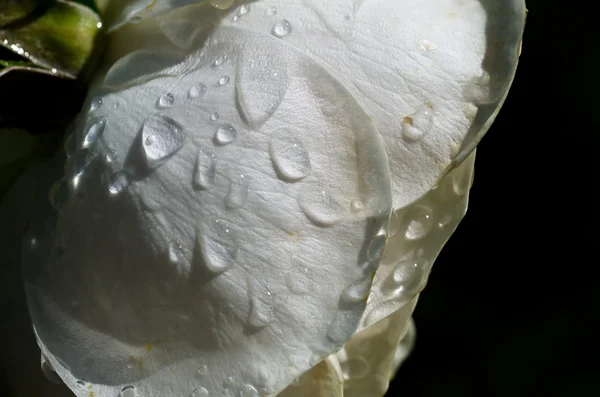 Water Droplets Resting on the Gentle Petal of the Delicate Rose — Stock Photo, Image