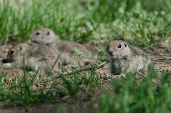 Familia de ardillas de tierra pequeña agrupadas alrededor de su agujero — Foto de Stock