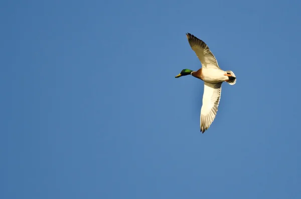 Pato macho Mallard volando en un cielo azul —  Fotos de Stock