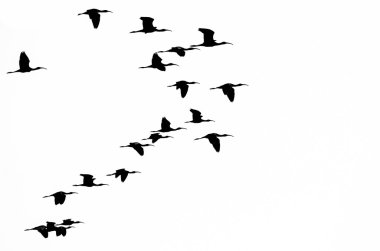 Beyaz bir arka plan üzerinde kontrast başlıklı Ibis sürüsü 