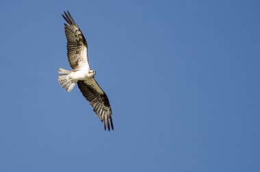Yalnız Osprey mavi gökyüzünde uçan 
