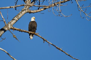 Kel kartal kış ağaca tünemiş 