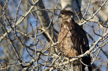 Genç kel kartal yüksek çorak ağaca tünemiş 