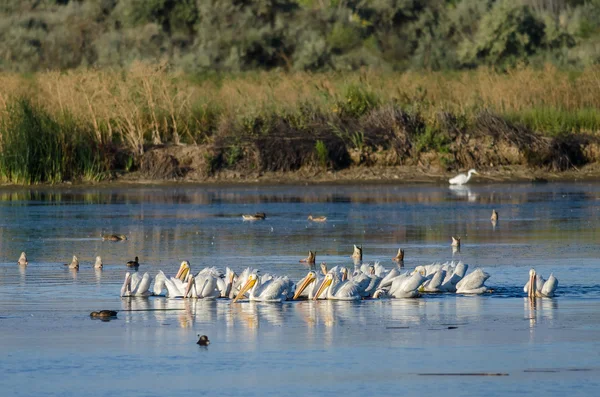 Flock of American White Pelicans Resting and Feeding in the Marsh — Stock Photo, Image