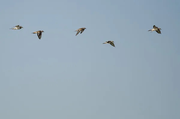 Troupeau de cerfs volants dans un ciel bleu — Photo