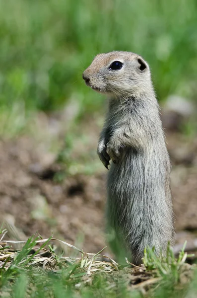 Alerta Little Ground Squirrel Guardia permanente sobre su hogar — Foto de Stock