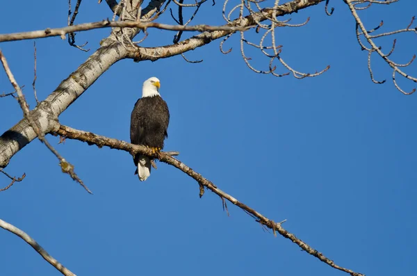 秃头鹰栖息在冬天树 — 图库照片