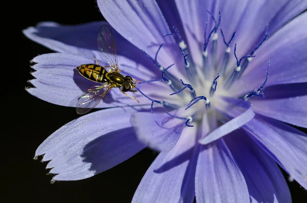 Abeille cueillant inlassablement du pollen d'une minuscule fleur bleue — Photo