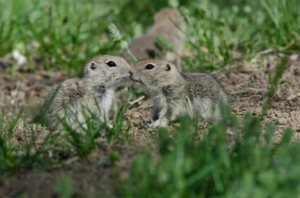 Zwei süße Erdhörnchen teilen sich einen kleinen Kuss — Stockfoto