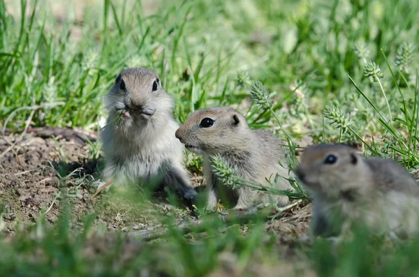 Niedliche kleine Ziesel genießen einen Snack — Stockfoto