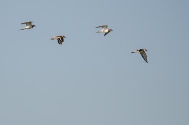 Mavi gökyüzünde uçan Kildeer'in sürüsü