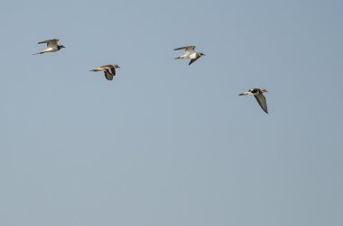 Flock of Killdeer Flying in a Blue Sky clipart