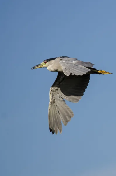 Héron de nuit couronné noir volant dans un ciel bleu — Photo