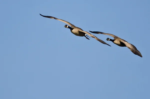 Par de gansos de Canadá volando en un cielo azul — Foto de Stock