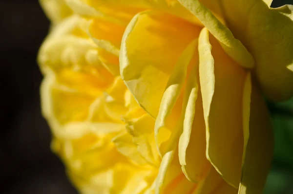 Perdu dans les plis doux de la délicate rose jaune — Photo