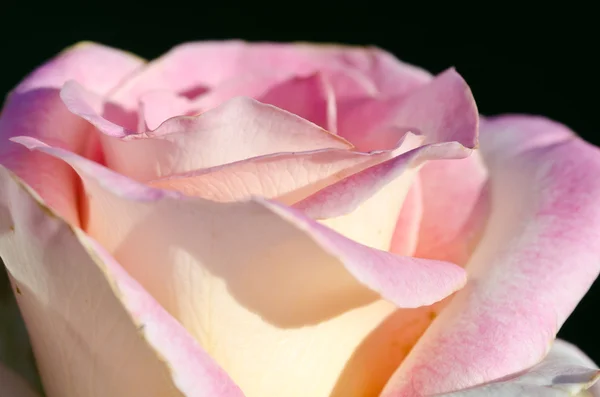Втратили в ніжний складки делікатний Роуз — стокове фото