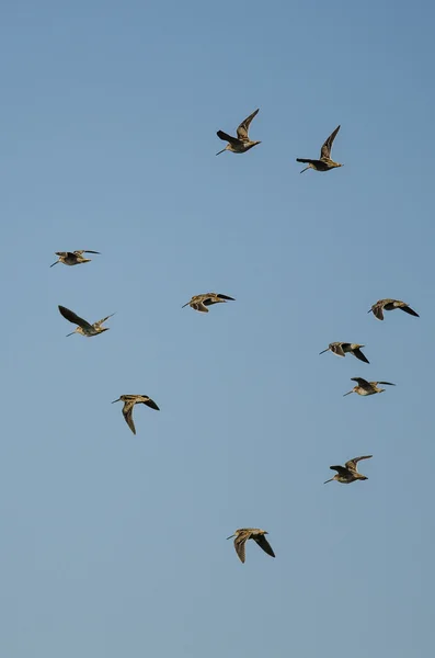 Flock of Wilson 's Snipe Volando en un cielo azul nublado —  Fotos de Stock